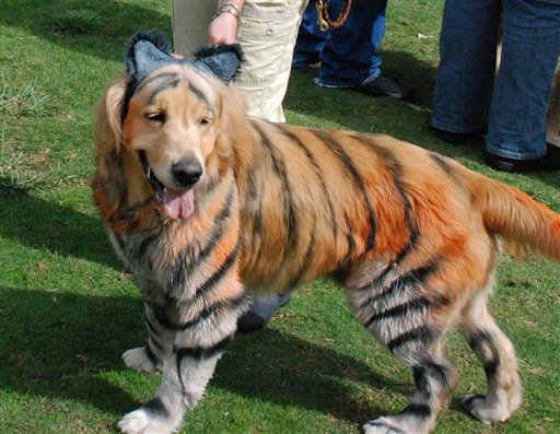 Pets-Halloween