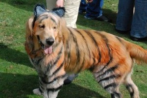 Pets-Halloween