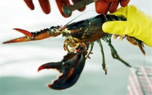 Deadliest catch? Lobster wars rock Maine 
