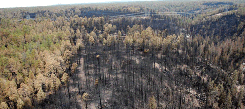 Rodeo-Chediski helped alter Forest Service practices 