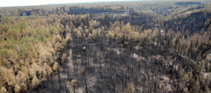 Rodeo-Chediski helped alter Forest Service practices 