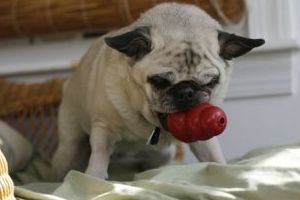 Pets-Food Toys