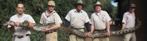 Reticulated python