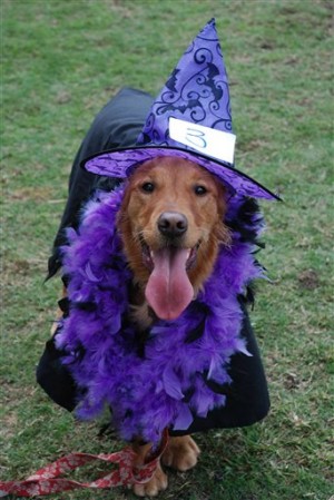 Pets-Halloween
