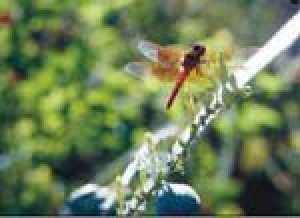 Desert Botanical Garden draws locals with sunrise tours 