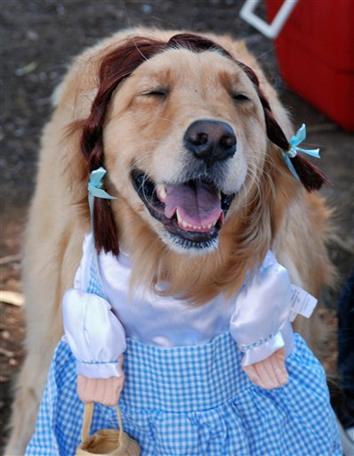 Pets-Halloween