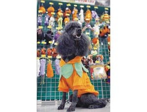 Pampering and caring for our pets becomes a billion dollar industry 
