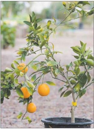 TLC is key for your citrus tree 