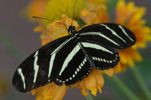 Zebra Longwing Butterfly