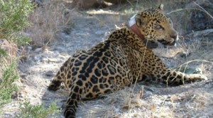 Report: 'Inadvertent' jaguar capture planned 