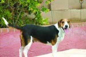 Someone to love: Tucker