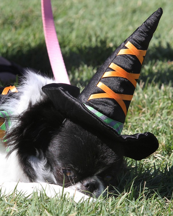 Barktoberfest