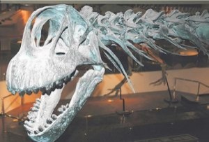 Arizona Museum of Natural History in Mesa