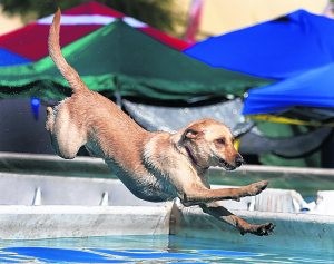 WestWorld hosts doggone agility event 