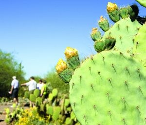 Phoenix attractions accommodate disabled 