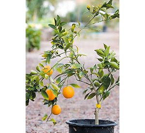 It’s key to give your citrus tree some TLC 