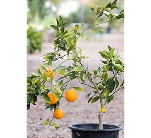 It’s key to give your citrus tree some TLC 