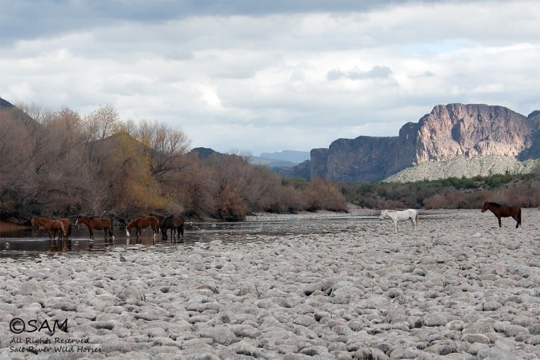 Salt River horses
