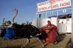 Crowds flock to Chandler's Ostrich Festival 