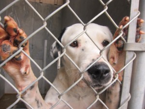 Happy Valen'Tails Adopt a Pound Dog Event