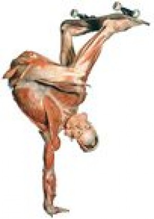 Body show: Science or hoopla? 