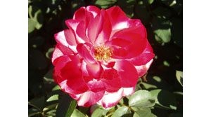 It's time to fertilize the new crop of roses 