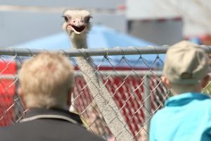 Chandler Ostrich Festival