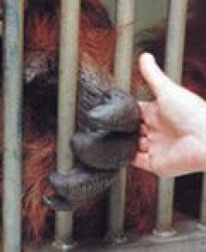 Pounding a beat of the Phoenix Zoo 