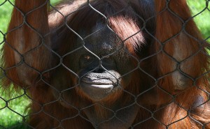 Orang-Hutan: People of the Forest
