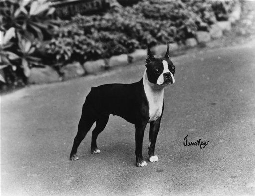 Pets-Top Dog