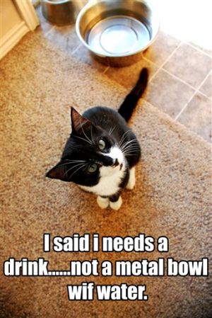 Pets-Internet Cat Stars