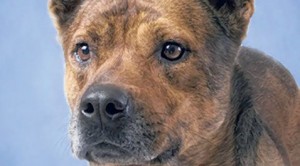 Pet of the Week: Rex 