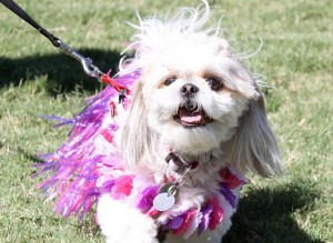 Barktoberfest