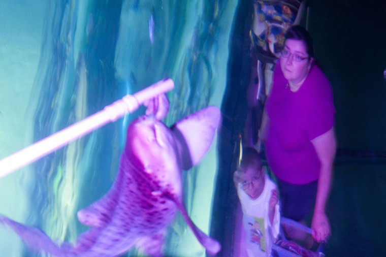 Shark Week at SEA LIFE