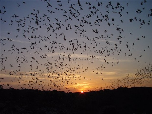 Travel-Trip-Carlsbad Bats