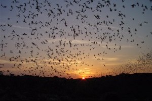 Travel-Trip-Carlsbad Bats