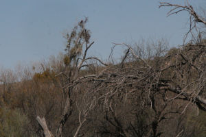 Nestwatchers