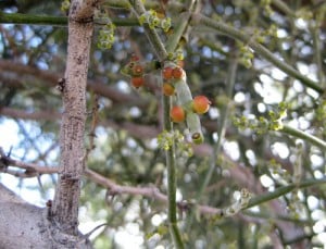 Phoradendron californicum fruit