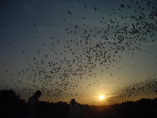 Travel-Trip-Carlsbad Bats
