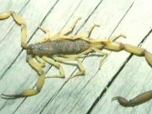 Scorpion