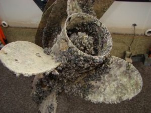 Invasive mussels imperil western water system 