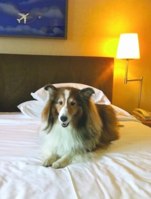 Traveling with pets