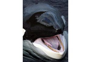 Movie star whale Keiko dies of pneumonia 