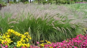 Discover the magic of ornamentals 