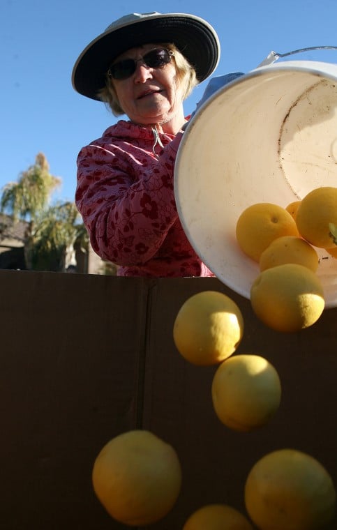 Volunteers pick citrus
