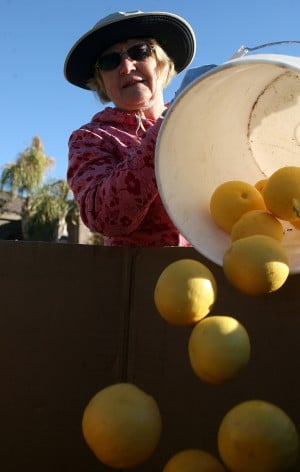 Volunteers pick citrus