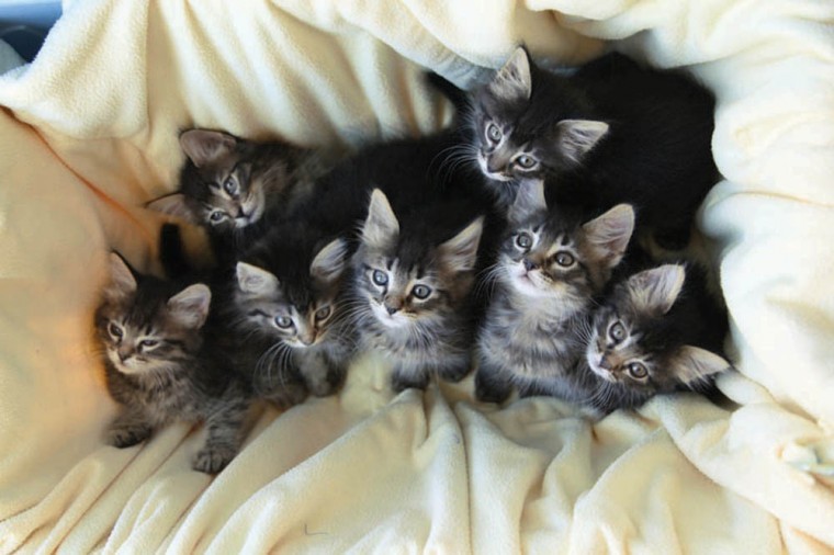 Kittens