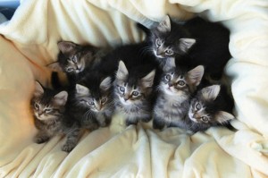 Kittens