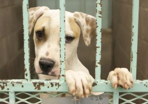 A.J. makes changes to animal cruelty code 