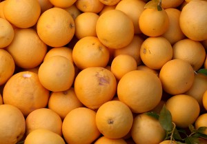 Volunteers pick citrus